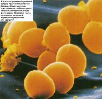 Распространенной причиной острого простатита является бактерия Staphylococcus