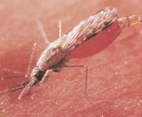 Разносчик малярии — самка малярийного комара Anopheles mosquito