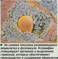 Развивающаяся яйцеклетка в фолликуле