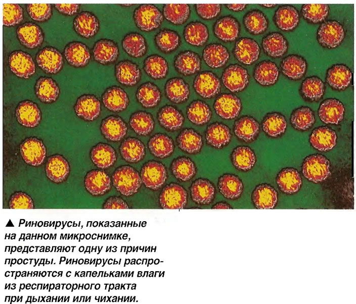 Риновирусы, показанные на данном микроснимке, представляют одну из причин простуды