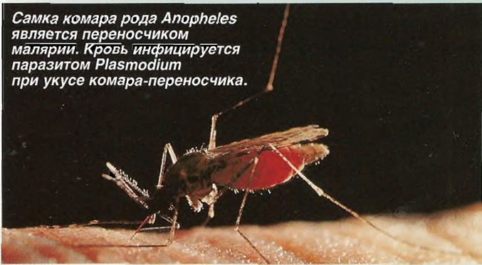Самка комара рода Anopheles