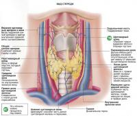 Щитовидная железа. Вид спереди