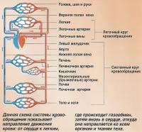 Схема системы кровообращения