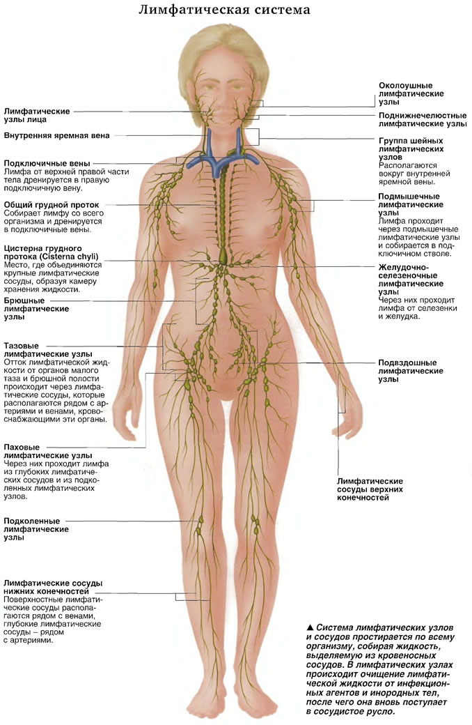 Лимфатическая Система Человека Схема Фото