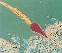 Сперматозоид на ранней стадии процесса оплодотворения