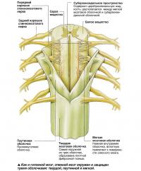 спинной мозг окружен и защищен тремя оболочками: твердой, паутинной и мягкой