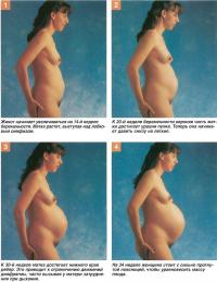 Увеличение живота во время беременности