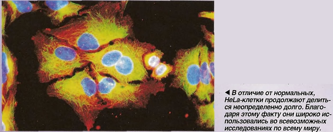 В отличие от нормальных, HeLa-клетки продолжают делиться неопределенно долго