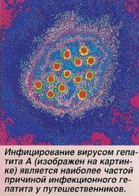 Вирус гепатита А