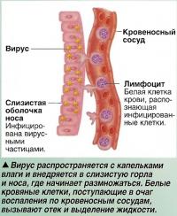 Вирус распространяется с капельками влаги и внедряется в слизистую горла и носа