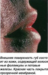Внешняя поверхность губ состоит из кожи