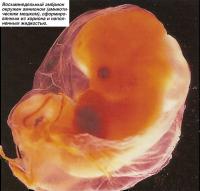 Восьминедельный эмбрион окружен амнионом (амниотическим мешком)