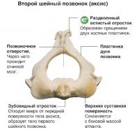 Второй шейный позвонок (аксис)
