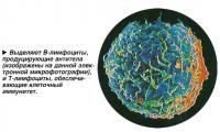 Выделяют В-лимфоциты, продуцирующие антитела и Т-лимфоциты, обеспечивающие клеточный иммунитет