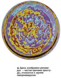 Здесь изображен риновирус - частая причина простуды