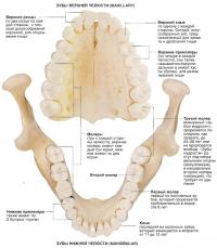 Зубы верхней и нижней челюсти