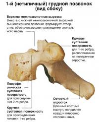 1-й (нетипичный) грудной позвонок (вид сбоку)