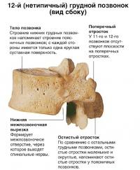 12-й (нетипичный) грудной позвонок (вид сбоку)