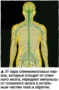 31 пара спинномозговых нервов