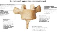 5-й (типичный) грудной позвонок (вид спереди)