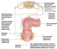 Акт дефекации может контролироваться сознательными сокращениями брюшных мышц