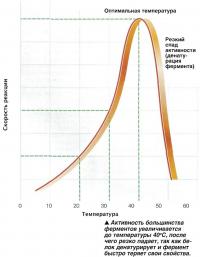 Активность большинства ферментов увеличивается до температуры 40°С