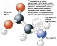 Аминокислоты имеют одинаковую структурную основу