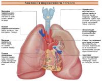 Анатомия пораженного легкого