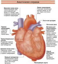 Анатомия сердца