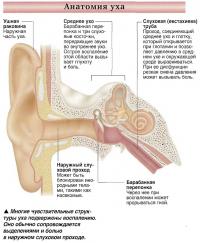 Анатомия уха
