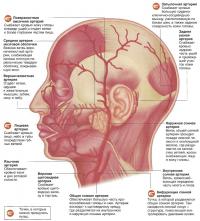 Артерии головы и шеи