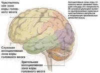 Ассоциативные зоны коры головного мозга