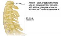 Атлант- самый верхний позвонок