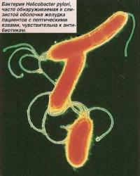 Бактерия Helicobacter pylori