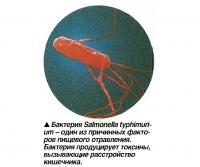 Бактерия Salmonella typhimurium