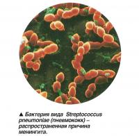 Бактерия вида Streptococcus pneumoniae (пневмококк) - причина менингита