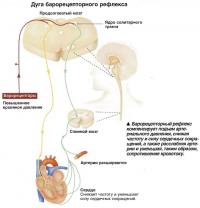 Барорецепторный рефлекс компенсирует подъем артериального давления