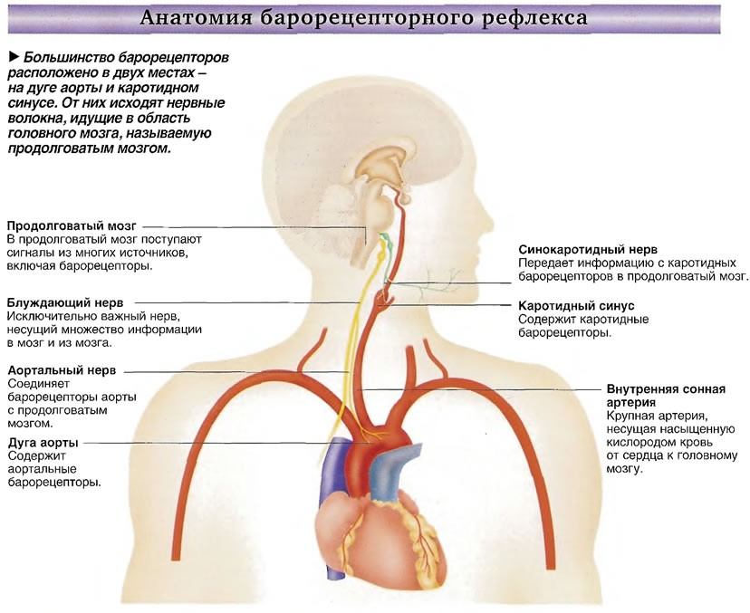 http://www.medsest.ru/img/articles/bolshinstvo-baroreceptorov-raspolozheno-v-dvuh-mestah-na-duge-aorty-i-karotidnom-sinuse.jpg