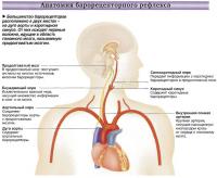 Большинство барорецепторов расположено в двух местах -на дуге аорты и каротидном синусе