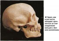 Череп, как и все кости, обладает прочностью за счет соединения кальция с белком коллагеном