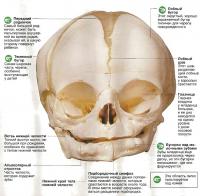 Череп ребенка