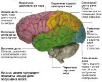 Четыре доли полушария мозга