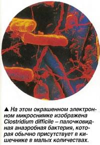 Clostridium difficile - палочковидная анаэробная бактерия