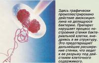 Действие амоксициллина на делящуюся бактерию