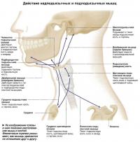 Действие надподъязычных и подподьязычных мышц