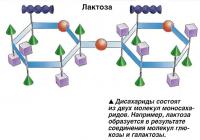 Дисахариды состоят из двух молекул моносахаридов