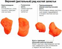 Дистальный ряд костей запястья — между пястными и проксимальным рядом, кости соединены связками