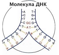 ДНК расходится на две цепи, на каждой достраивается новая → две идентичные молекулы