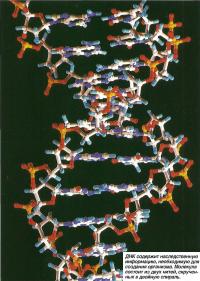 ДНК содержит наследственную информацию, необходимую для создания организма