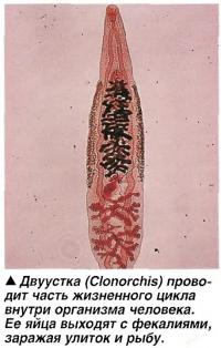 Двуустка (Clonorchis)
